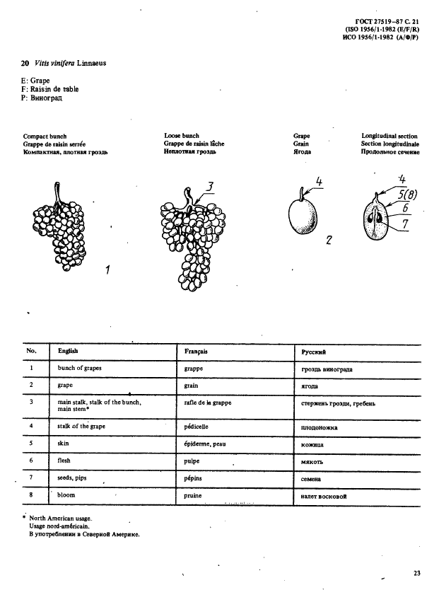 ГОСТ 27519-87 Фрукты и овощи. Морфологическая и структуральная терминология. Часть 1 (фото 24 из 26)