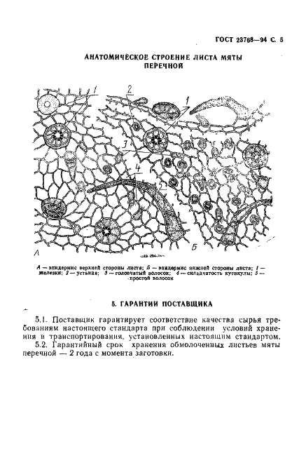 ГОСТ 23768-94 Листья мяты перечной обмолоченные. Технические условия (фото 7 из 8)
